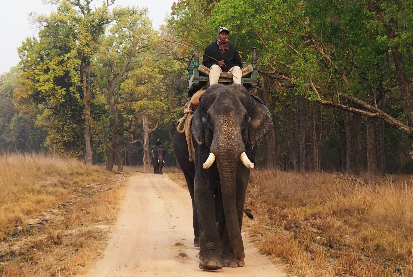 Man riding elephant on dirt road in Kanha National Park, lush forest, India.